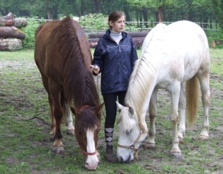 Los caballos de la Caballería de Menuse 